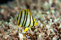 Eight-banded butterflyfish (Chaetodon octofasciatus) juvenile. West Papua, Indonesia. Indo-West Pacific.