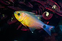 Orangelined cardinalfish (Archamia fucata). West Papua, Indonesia. Indo-West Pacific.