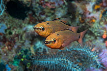 Cardinalfish (Apogon notatus). West Papua, Indonesia. Indo-West Pacific.