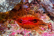 Electric fileclam / Disco clam (Ctenoides ales). West Papua, Indonesia. Indo-West Pacific.