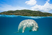 Dugong or Sea cow (Dugong dugon) split level view, Calauit Island, off Busuanga, Calamian Islands, Palawan, Philippines.