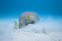 Dugong or Sea cow (Dugong dugon) feeding on seagrass with commensal juvenile Golden trevally (Gnathanodon speciosus) Calauit Island, off Busuanga, Calamian Islands, Palawan, Philippines.
