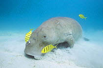 Dugong or Sea cow (Dugong dugon) feeding on seagrass with  commensal juvenile Golden trevally (Gnathanodon speciosus) Calauit Island,  off Busuanga, Calamian Islands, Palawan, Philippines.