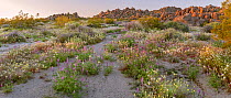 Lupines (Lupinus sp.) and brown-eyed primrose (Chylismia claviformis) grow along the water course, below the eroded granite boulders that are emblematic of the park. Joshua Tree National Park, Mojave...