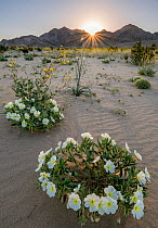 Birdcage evening primrose (Oenothera deltoides) and desert golds (Geraea canescens) carpet the sandy washes beneath the Calumet Mountains at dawn. Mojave Trail National Monument, Mojave Desert, Califo...