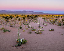 Flowering desert lilies (Hesperocallis undulata) and desert golds (Geraea canescens) in the sandy flats beneath the Calumet Mountains. Mojave Trails National Monument, Mojave Desert, California, USA....