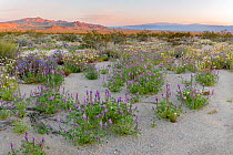 Flowering lupines (Lupinus sp.), brown-eyed primrose (Chylismia claviformis) and phacelia line the desert washes beneath the Sheephole Mountains. Mojave Trails National Monument, Mojave Desert, Califo...