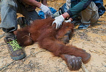 Sumatran orangutan (Pongo abelii) relocation capture. Mother and young reported to Human Orangutan Conflict Response Unit (HOCRU), as seen in isolated tree in an area being cleared for palmnut forest...