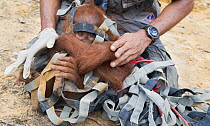 Sumatran orangutan (Pongo abelii) relocation capture. Young orangutan caught in strapping after being isolated in tree. Mother and young reported to Human Orangutan Conflict Response Unit (HOCRU), as...