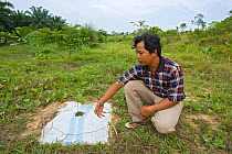 Ahmad Azhari (Coordinator for Conservation, Sumatran Orangutan Society) with meranti tembaga seedling (Shorea leprosula), at replanting site for restoration of Sumatran orangutan habitat. Sei Betung S...