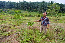 Ahmad Azhari (Coordinator for Conservation, Sumatran Orangutan Society) with Mata &#39;U seedling (Afzelia xylocarpa) at replanting site, for restoration of Sumatran orangutans habitat. Sei Betung Sit...