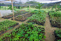Seedlings in nursery at rainforest replanting site, coordinated by Sumatran Orangutan Society. Sei Betung Site, Gunung Leuser National Park, Sumatra, Indonesia.