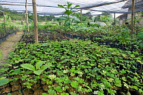 Seedlings in nursery at rainforest replanting site, coordinated by Sumatran Orangutan Society. Sei Betung Site, Gunung Leuser National Park, Sumatra, Indonesia.