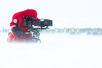 Camerman Lindsay McCrae filming Emperor penguin (Aptenodytes forsteri) colony during winter storm for BBC Dynasties Penguin programme. Atka Bay, Antarctica. May 2017.