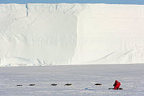 Cameraman Lindsay McCrae filming Emperor penguin (Aptenodytes forsteri) group tobogganing across ice on journey to provide young with food;for BBC Dynasties Penguin programme. Atka Bay, Antarctica. Oc...