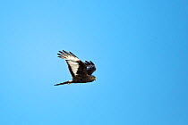Black harrier (Circus maurus) in flight, Northern Cape Province, South Africa.
