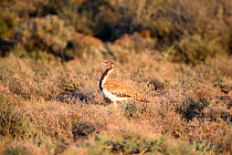 Ludwig&#39;s bustard (Neotis ludwigii) Karoo National Park, Western Cape Province, South Africa.