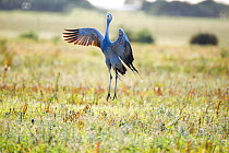 Blue crane (Anthropoides paradiseus) courtship display, Overberg, Western Cape Province, South Africa.