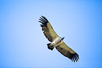 Cape vulture (Gyps coprotheres) flying, Golden Gate National Park, South Africa