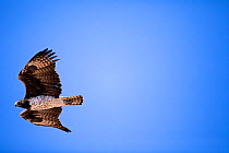 Martial Eagle (Polemaetus bellicosus) flying, Karoo National Park; Western Cape Province, South Africa.