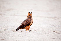 Tawny eagle (Aquila rapax) on ground, Kgalagadi Transfrontier Park, South Africa.