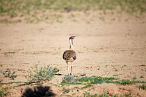 Ludwig&#39;s bustard (Neotis ludwigii) Northern Cape Province, South Africa.