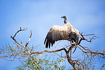 Whitebacked Vulture (Gyps africanus )in tree, Kruger National Park, Limpopo Province, South Africa.