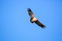 Cape vulture (Gyps coprotheres) flying, Marakele National Park, South Africa.