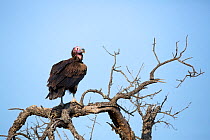 Lappetfaced vulture (Torgos tracheliotus) Kruger National Park, Limpopo Province, South Africa.