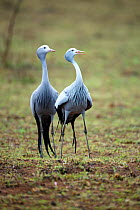 Blue crane (Anthropoides paradiseus) pair, Itala Game Reserve, KwaZulu-Natal, South Africa.