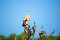 Tawny eagle (Aquila rapax) Kruger National Park, Limpopo Province, South Africa