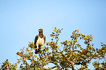 Martial eagle (Polemaetus bellicosus) perched in tree, Kruger National Park, Limpopo Province, South Africa.