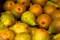 Conference pears for sale in super market.