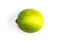 Green lime on white background, North London, England