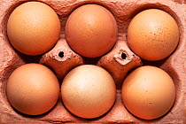 Cardboard carton with six hen&#39;s eggs