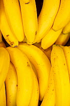 Bananas for sale in supermarket.