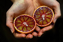 Person holding a halved blood orange at cooking course at Made In Hackney, Plant-based community cooking school. London, England, UK, January.