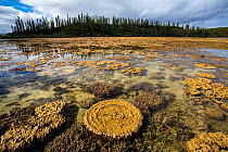 Coral formations at low tide in Prony Bay in the Southern Lagoon, Lagoons of New Caledonia: Reef Diversity and Associated Ecosystems UNESCO World Heritage Site. New Caledonia.