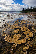 Coral formations at low tide and Cook pine trees (Araucaria columnaris) on an island, Prony Bay, New Caledonia.