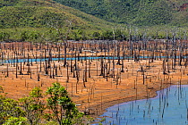 The Drowned Forest in the Blue River Provincial Park, South Province, New Caledonia.