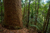 Base of giant Koghis kauri pine (Agathis lanceolata) above the Blue River, Blue River Provincial Park, South Province, New Caledonia. Endemic.