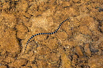 Yellow-lipped / banded sea krait (Laticauda colubrina) in a tide pool in the Woodin Canal in the Lagoons of New Caledonia: Reef Diversity and Associated Ecosystems UNESCO World Heritage Site. New Cale...