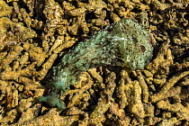 Wedge sea hare (Dolabella auricularia) in Southern Lagoon north of Prony Bay, Lagoons of New Caledonia: Reef Diversity and Associated Ecosystems UNESCO World Heritage Site. New Caledonia.