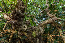 Epiphytic ferns in tree, at the mouth of the Yate River, in the Southern Lagoon, Lagoons of New Caledonia: Reef Diversity and Associated Ecosystems UNESCO World Heritage Site. New Caledonia.