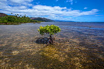 Small mangrove tree on the Forgotten Coast, Southern Lagoon, Lagoons of New Caledonia: Reef Diversity and Associated Ecosystems UNESCO World Heritage Site. New Caledonia.