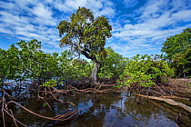 Mangroves on the Forgotten Coast. Lagoons of New Caledonia: Reef Diversity and Associated Ecosystems UNESCO World Heritage Site. New Caledonia.