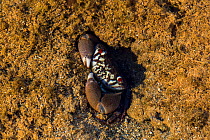 Red-eyed rock crab (Eriphia sebana) on the Forgotten Coast, Lagoons of New Caledonia: Reef Diversity and Associated Ecosystems UNESCO World Heritage Site. New Caledonia.