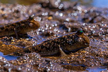 Barred mudskippers (Periophthalmus argentilineatus) in mangroves on the Forgotten Coast, Lagoons of New Caledonia: Reef Diversity and Associated Ecosystems UNESCO World Heritage Site. New Caledonia.