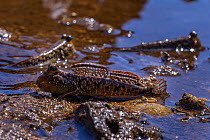 Threat display of barred mudskipper (Periophthalmus argentilineatus) on the Forgotten Coast, Lagoons of New Caledonia: Reef Diversity and Associated Ecosystems UNESCO World Heritage Site. New Caledoni...