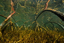 Mangroves on the, Southern Lagoon, Forgotten Coast, Lagoons of New Caledonia: Reef Diversity and Associated Ecosystems UNESCO World Heritage Site. New Caledonia.